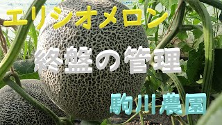 ハウスメロンの終盤の管理 駒川農園 24.7.7 - YouTube