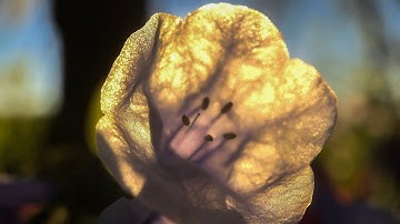 How to Increase Your Capacity for Equanimity with Jonathan Foust