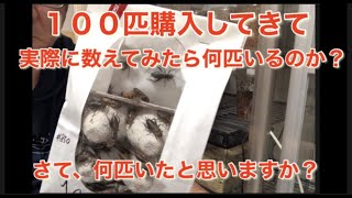 実証！１００匹のコオロギを買って、実際に数えたら何匹いたのか？