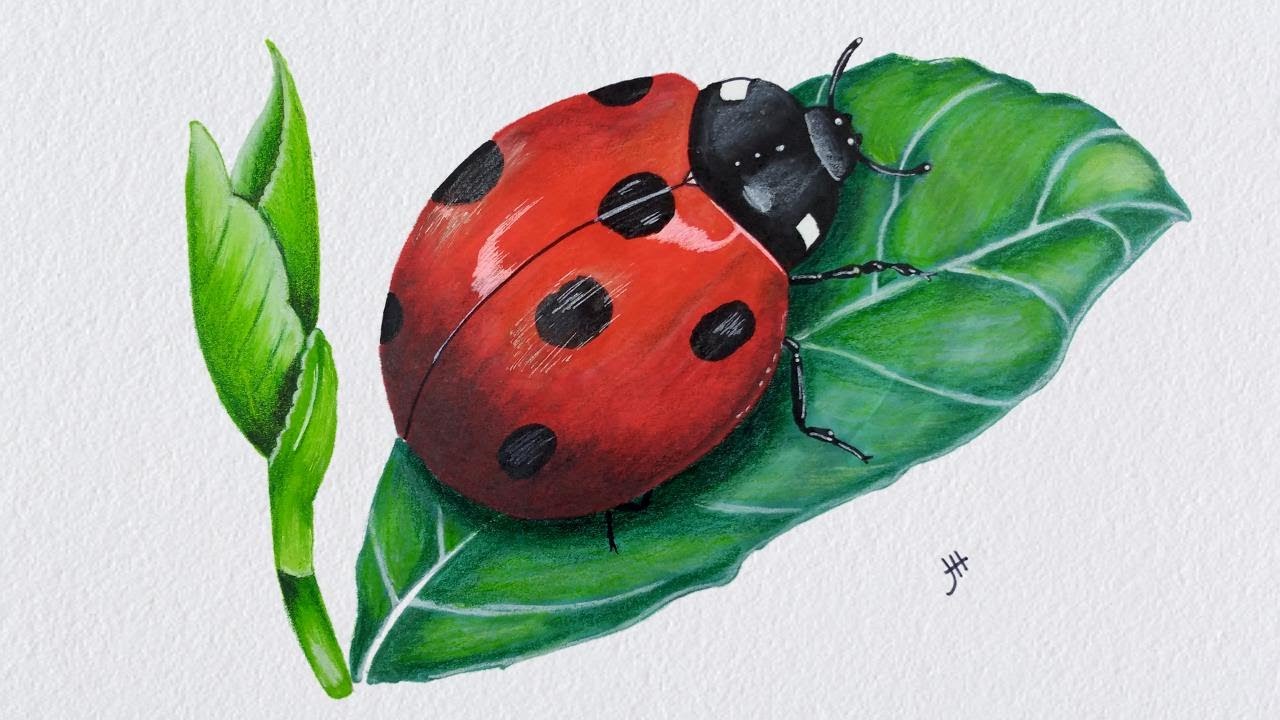 Share more than 73 ladybug sketch super hot - seven.edu.vn