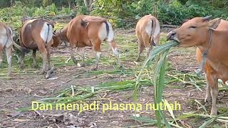 TERNAK SAPI BALI DI HABITAT BANTENG KALIMANTAN.