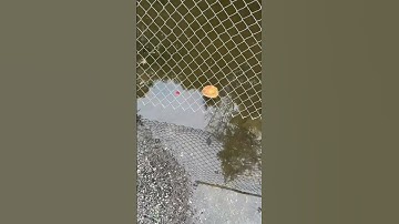 Thumbnail of I don’t think these turtles ever had a waffle before. 🐢❤️ #turtles #fyp #wildlife