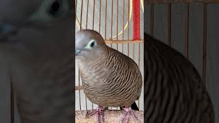 Download Lagu Suara burung perkutut sangat khas, 100% otomatis MP3