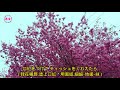中森明菜: 夜桜お七 (夜櫻阿七) 日語歌詞中譯-有押韻