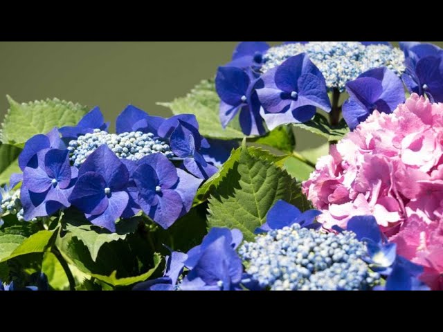 Tipos de hortensias y plantación - Bricomanía - @Jardinatis - YouTube