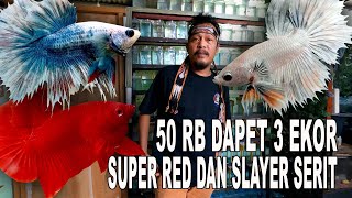 READY IKAN CUPANG SLAYER SERIT DAN PLAKAT SUPER RED