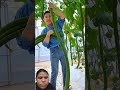 This Vegetable Grows Longer Than A Human!#shorts#plants #farming #shortvideo #viral #trendingvideo