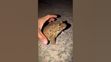 Bonk Bonk the frogs funny |Bullfrogand Toad funny fly or jump |Animal for fun |Funny Frog