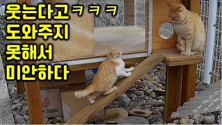 The Little Cat met a strange cat for the first time. I couldn't help the kitten by laughing by 매탈남 59,076 views 1 month ago 12 minutes, 49 seconds