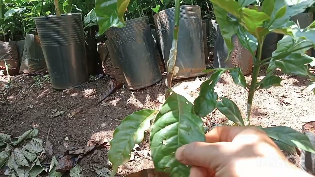 CÀ PHÊ XANH LÙN GHÉP NÊN CHỌN GỐC: mít hay gốc sẻ.. nếu trồng cà phê xanh lùn bạn không nên bỏ qua.