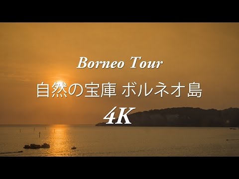 [4K] 自然の宝庫 ボルネオ島 (コタキナバル) 旅行 Borneo Trip