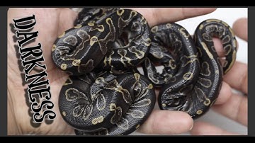 First Ball Python Clutch Of The Season is Here!