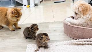 The puppy worries about the baby kittens when they learn to walk by Kitten Street 3,832 views 1 month ago 3 minutes, 3 seconds