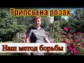 Трипсы на розах.