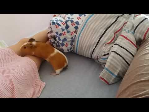 Szczęśliwa świnka morska-popcorning