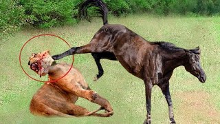 Breathtaking! Hungry Lion Invades Wild Horse Territory To Hunt And What Happens Next?