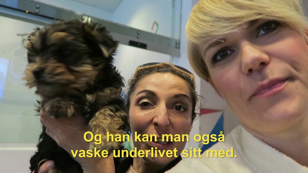 Gullvagina + Phungfolk = Åjada!