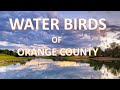 Water birds of orange county coto de caza california  egrets herons ducks mallards scaups