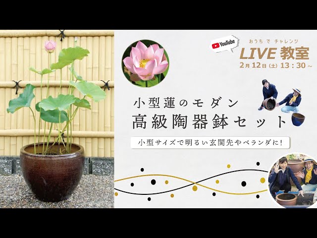 中国古玩　春白菜図水蓮鉢 YouTube Live Class] Let's make a modern, high-quality ceramic