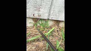 Subterranean Termite Mud Shelter Tubes