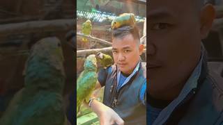 Bahagui Itu Sederhana #Viral #Shortvideo #Penangkaran #Breeding #Hewan #Parrot