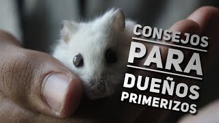 8 CONSEJOS para CUIDAR a tu PRIMER HÁMSTER