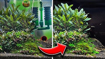 5 Easy Tips for Making a Good Aquarium Even Better