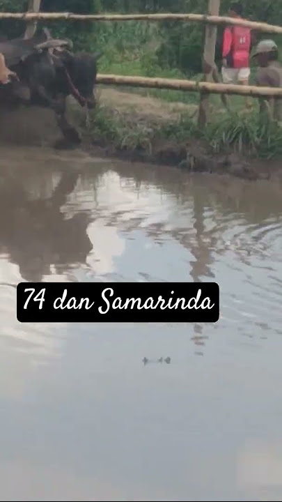 Pasangan yang serasi, #pacujawi #tradisi #sapi #tanahdatar