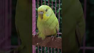 #parrot #talkingparot #funny #birds #talkingparrot #comedy #bandar #cute #lovrstatus #cute