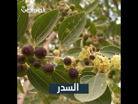 فيديو المواطن أفضل الأشجار للزراعة في المملكة صحيفة المواطن
