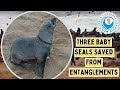 Three Baby Seals Saved From Entanglements