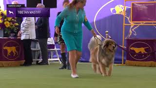 Tibetan Mastiffs | Breed Judging 2024