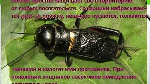 🦗 Насекомые/ Сверчок полевой/ ловля, обзор