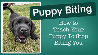 Puppy BitingHow To Get Your Puppy To Stop Biting You (A Guide to the best Pup 2 Pal Experience)