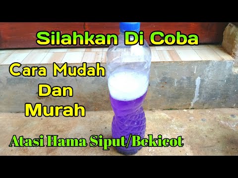 Video: Obat yang efektif untuk siput di kebun