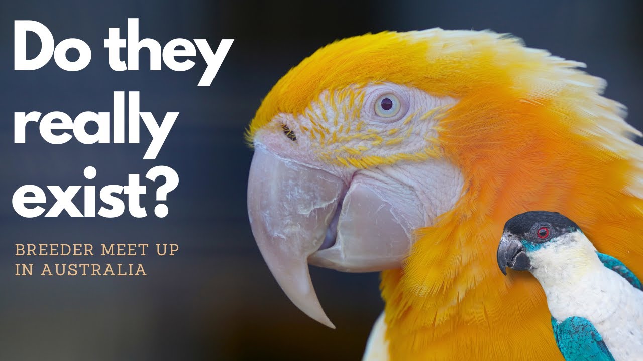 DO THESE PARROTS EXIST? Fake or Reality! - Macaws, Caiques, Lorikeets and more...