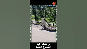 لن تصدق قوة التمساح الجبارة 