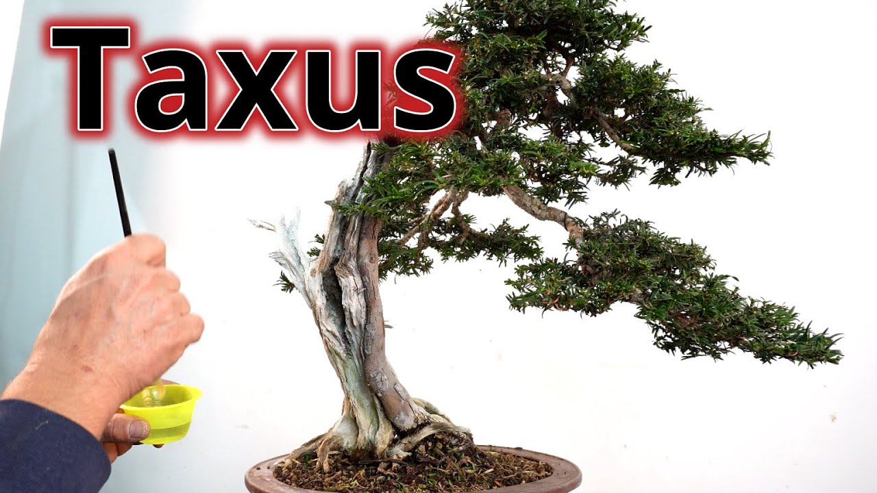 Taxus baccata becomes bonsai #bonsai #bonsaitechniques