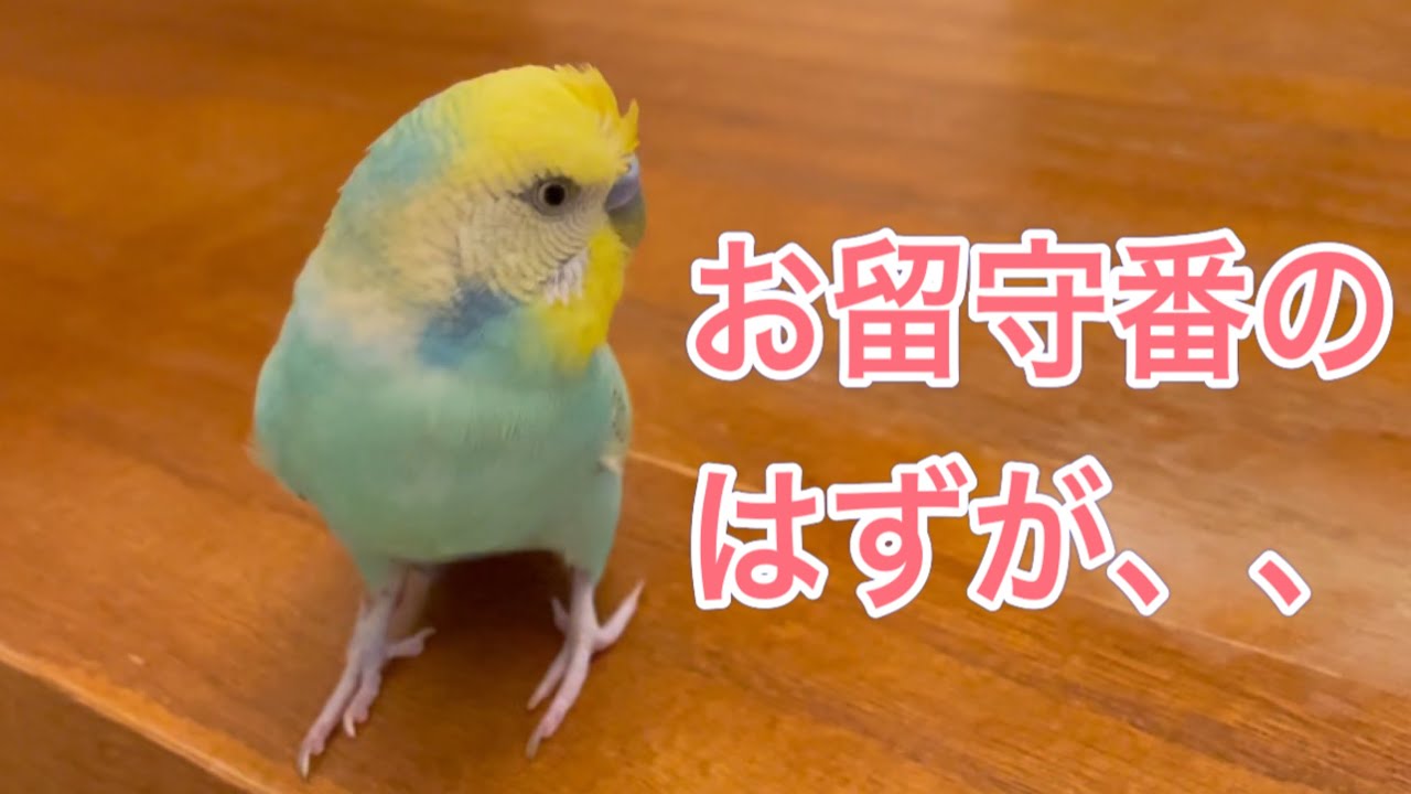 セキセイ インコ 夏場 の 留守番