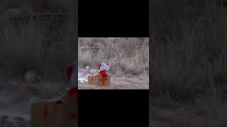 Elmo gets hit by .50 BMG #shorts