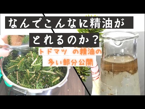 【Self-made steam distiller】How to make essential oils.