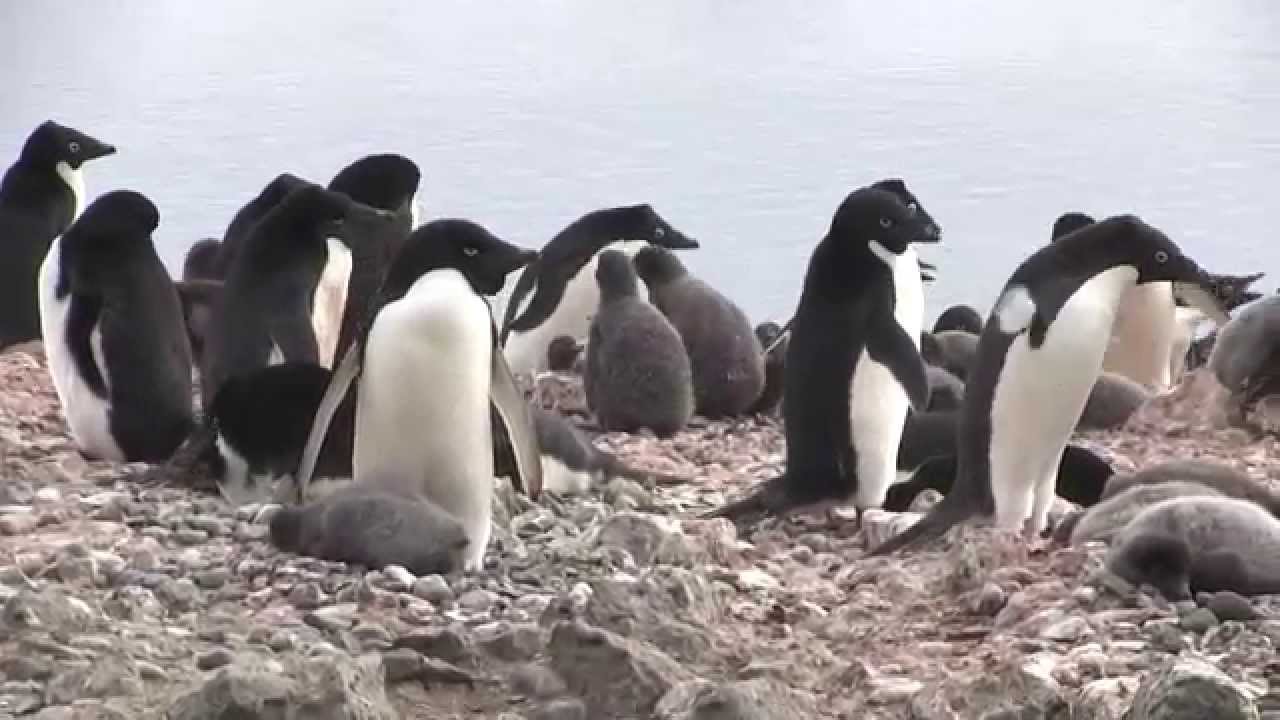 Adelie Penguin Fight - YouTube