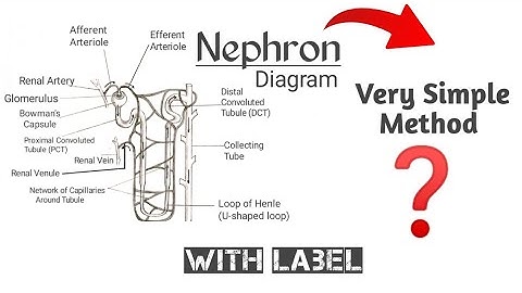How To Draw Nephron Diagram Easily | Nephron Structure And Function | Nephron Drawing Easy Method
