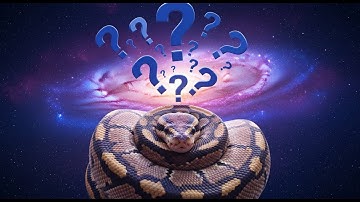 Setting up snake Enclosure with Music