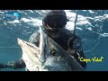 Spearfishing south africa asd cape vidal