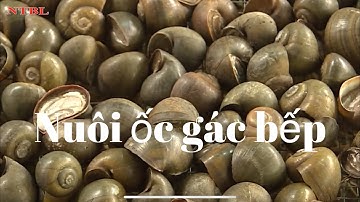 BÍ QUYẾT NUÔI ỐC GÁC BẾP