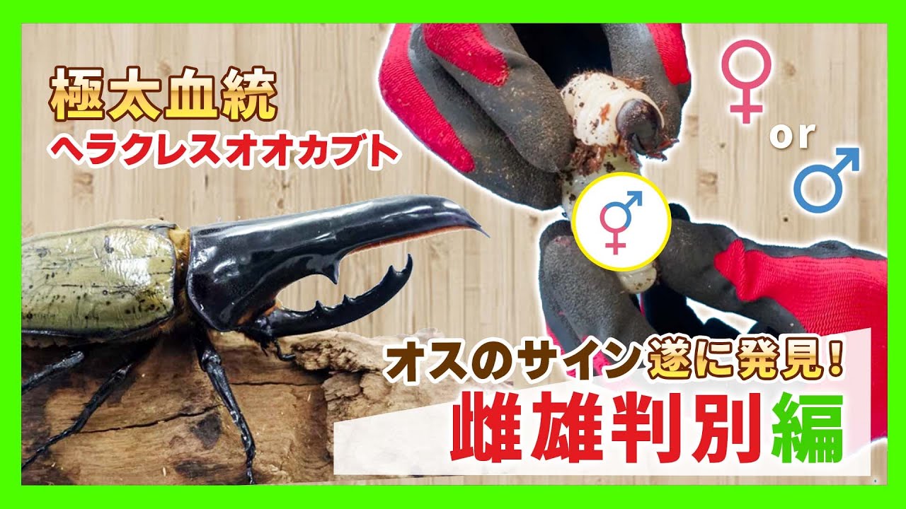 雌雄判別】極太血統ヘラクレスオオカブトのオスを遂に発見！オスの