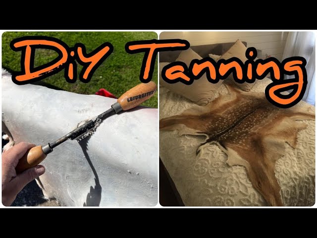 How to Tan a Deer Skin Hide  DIY Tanning & Taxidermy / State Forest Fallow  Deer Rug 
