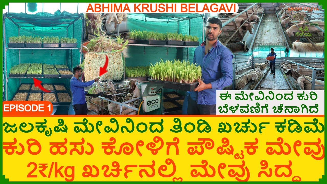 ಕುರಿ ಹಸು ಕೋಳಿಗೆ ಪೌಷ್ಟಿಕ ಮೇವು 2₹/kg ಖರ್ಚಿನಲ್ಲಿ ಮೇವು | ಜಲಕೃಷಿ ಮೇವಿನಿಂದ ತಿಂಡಿ ಖರ್ಚು ಕಡಿಮೆ | Hydroponic