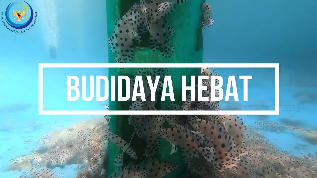 Produksi Benih Kerapu Bebek (Cromileptes altivelis) 2 Nov 2022